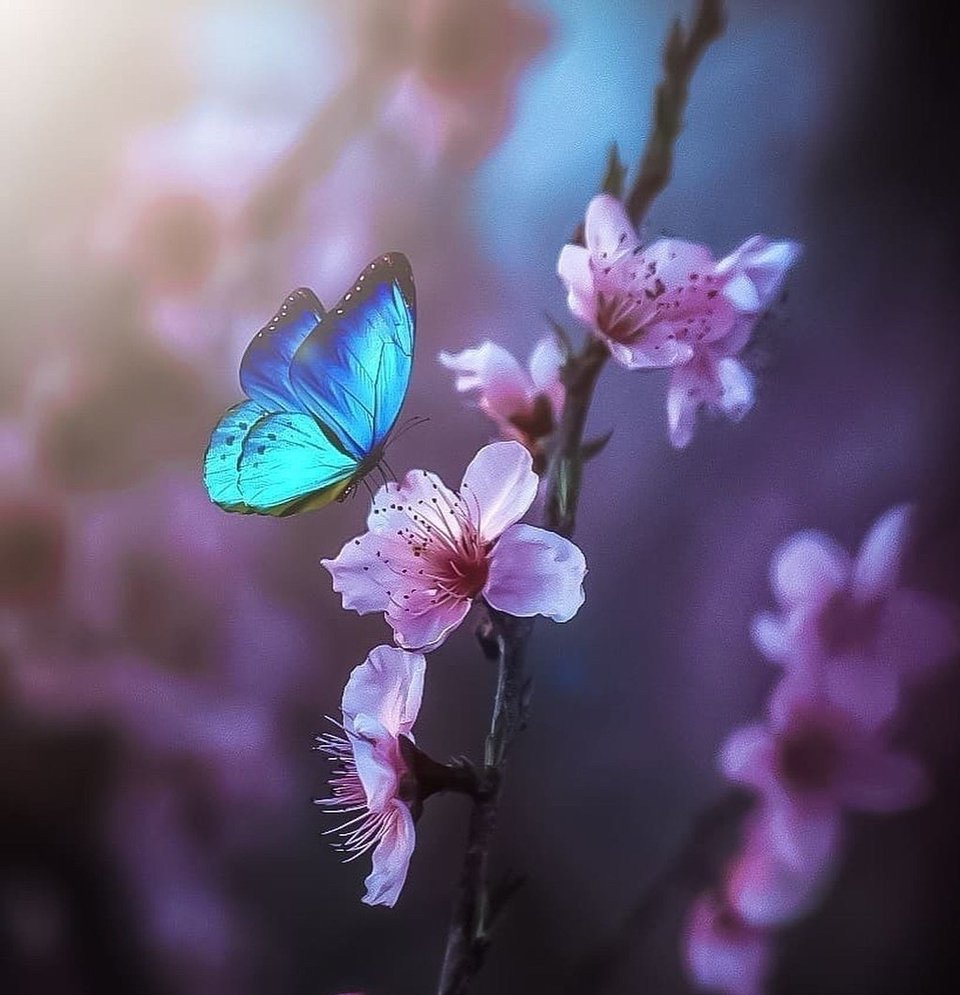https://version26.bronwynrusso.com/wp-content/uploads/2024/04/pink-blossoms-beautiful-blue-butterfly-Favim.com-7053347.jpg